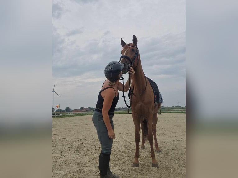 Andalusian Gelding 5 years 15,3 hh Chestnut-Red in Breda