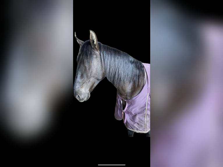 Andalusian Mix Gelding 5 years 15,3 hh Dun in Leipheim