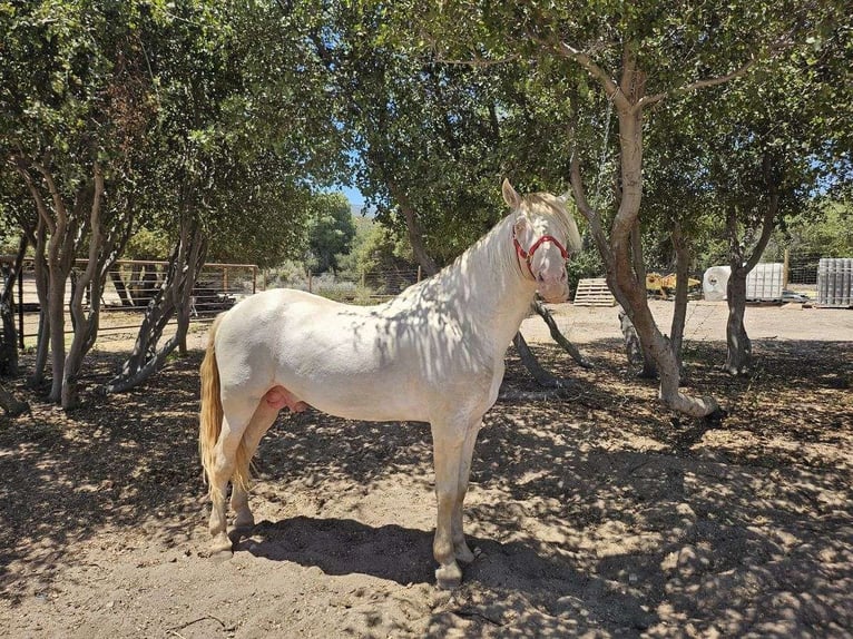 Andalusian Gelding 5 years 15.3 hh Perlino in Odessa, Florida