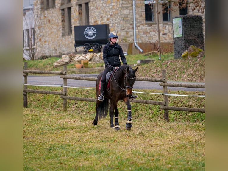 Andalusian Gelding 5 years 15 hh Bay-Dark in Neustadt (Wied)