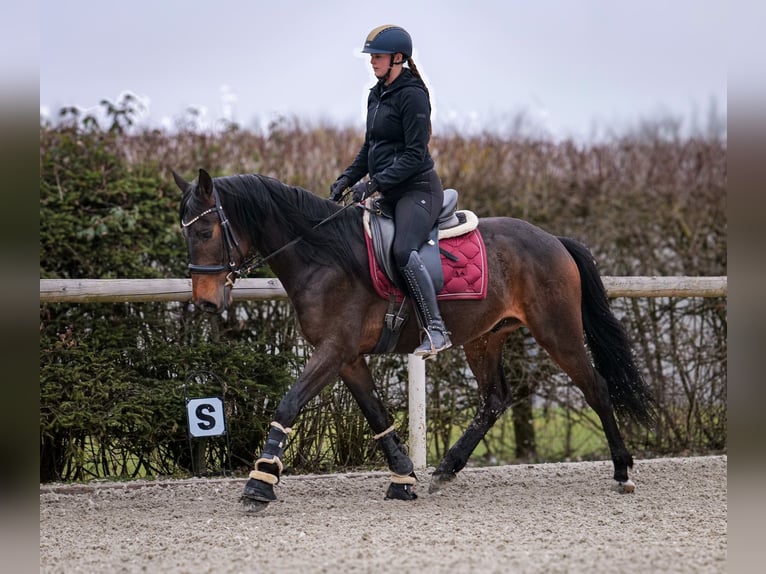 Andalusian Gelding 5 years 15 hh Bay-Dark in Neustadt (Wied)