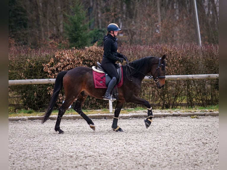 Andalusian Gelding 5 years 15 hh Bay-Dark in Neustadt (Wied)