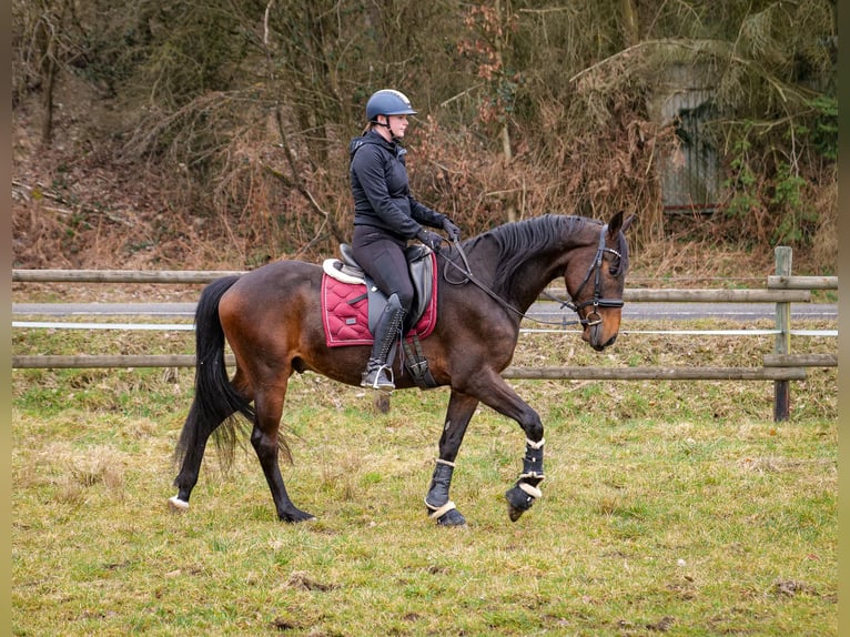 Andalusian Gelding 5 years 15 hh Bay-Dark in Neustadt (Wied)