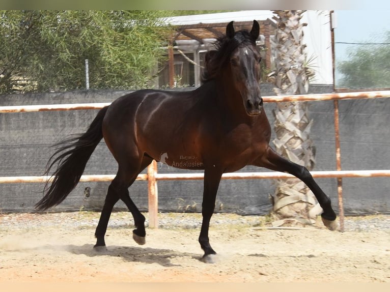 Andalusian Gelding 5 years 15 hh Black in Provinz Malaga