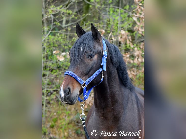 Andalusian Gelding 5 years 15 hh Brown in Wiebelsheim