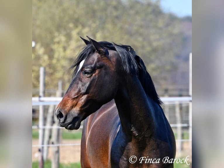 Andalusian Gelding 5 years 15 hh Brown in Wiebelsheim