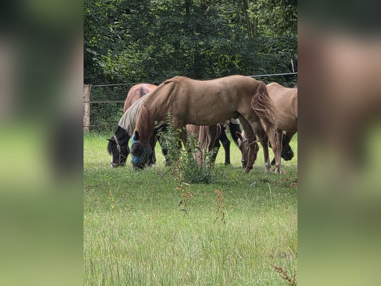 Andalusian Mix Gelding 5 years 15 hh Chestnut-Red in Rees