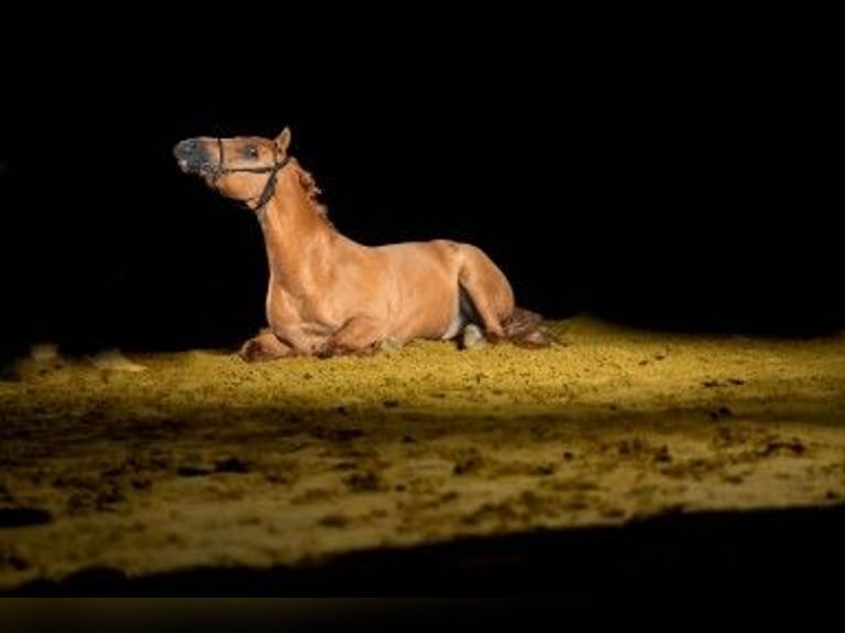 Andalusian Mix Gelding 5 years 15 hh Chestnut-Red in Rees