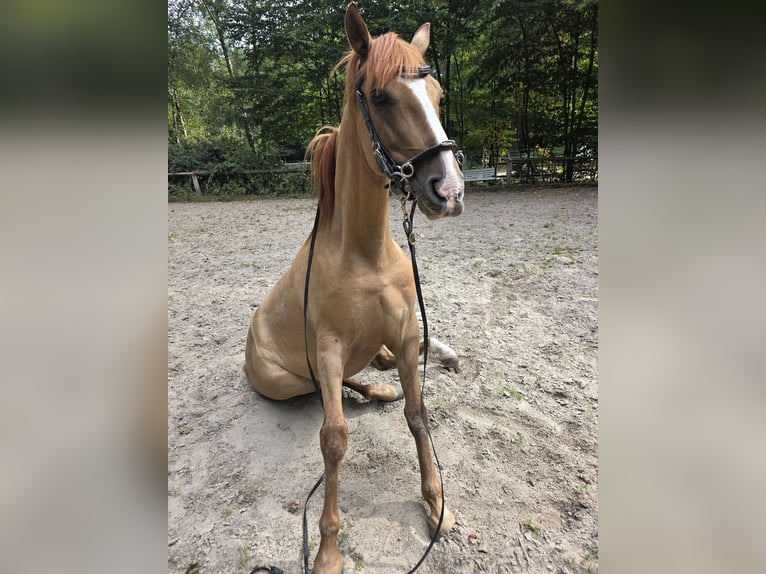 Andalusian Mix Gelding 5 years 15 hh Chestnut-Red in Rees