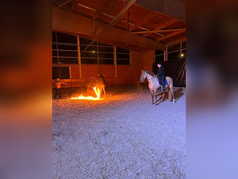 Andalusian Mix Gelding 5 years 15 hh Chestnut-Red in Rees