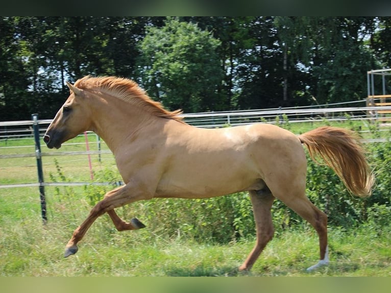 Andalusian Mix Gelding 5 years 15 hh Chestnut-Red in Rees