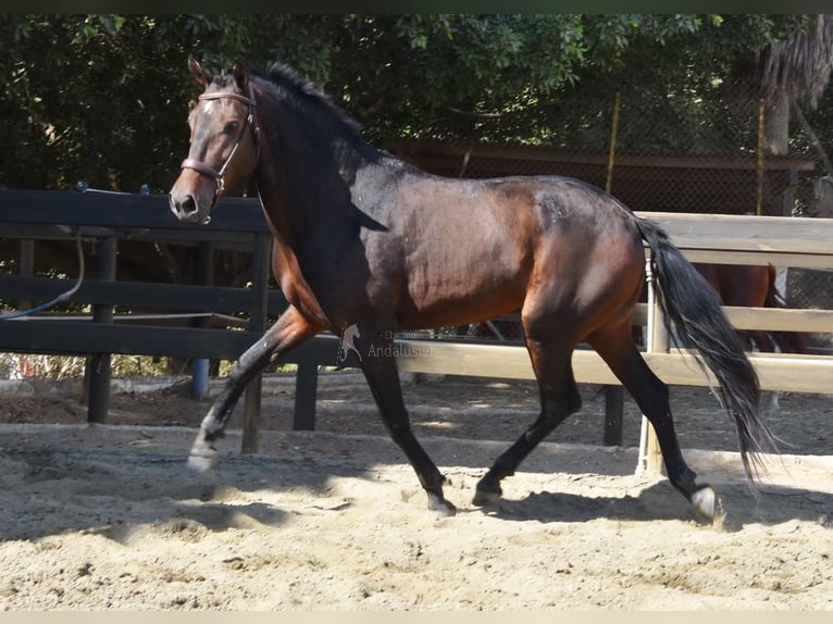 Andalusian Gelding 5 years 15,1 hh Bay-Dark in Provinz Malaga