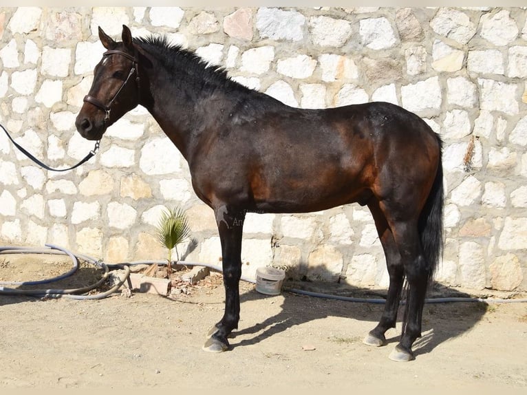 Andalusian Gelding 5 years 15,1 hh Bay-Dark in Provinz Malaga