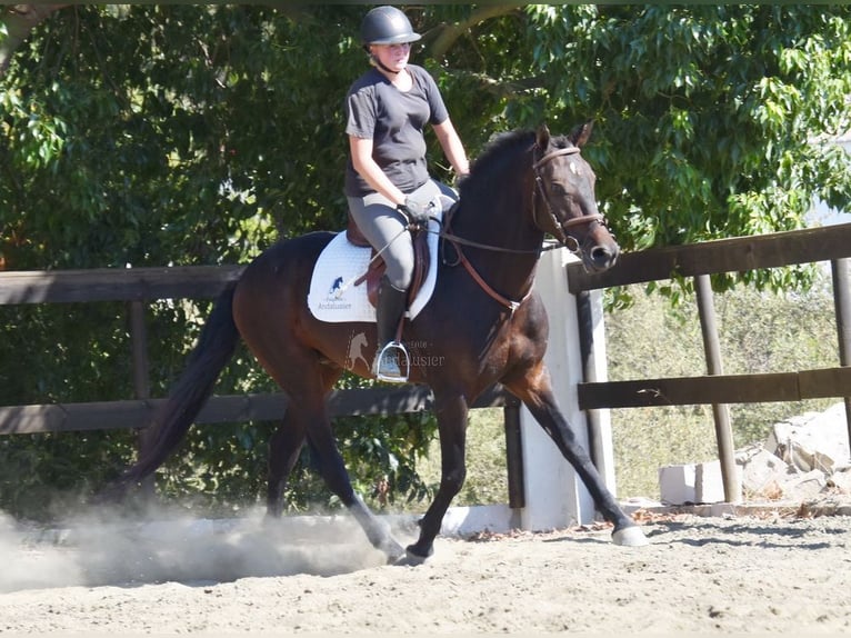 Andalusian Gelding 5 years 15,1 hh Bay-Dark in Provinz Malaga