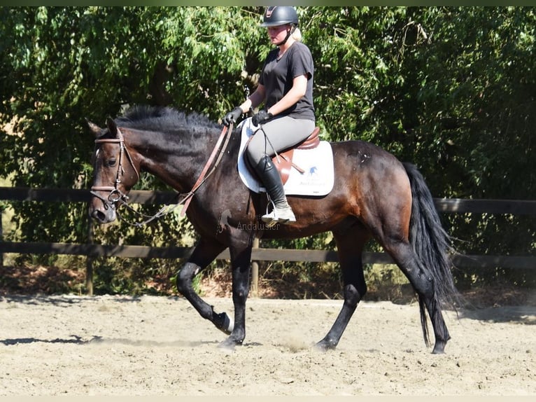 Andalusian Gelding 5 years 15,1 hh Bay-Dark in Provinz Malaga