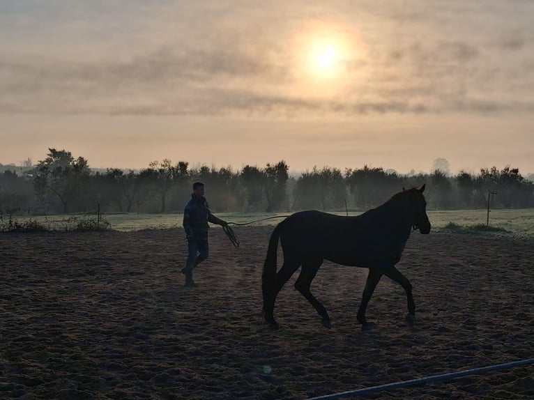 Andalusian Gelding 5 years 15,1 hh Black in Wülfrath