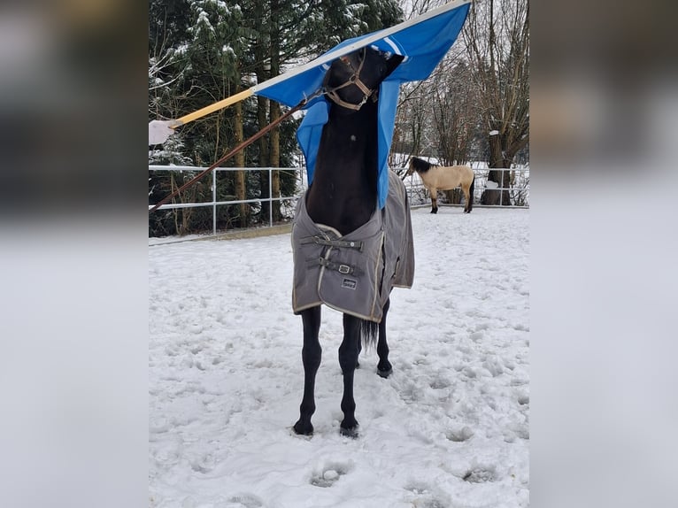 Andalusian Gelding 5 years 15,1 hh Black in Wülfrath