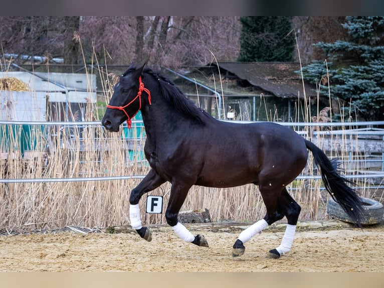 Andalusian Gelding 5 years 15,1 hh Black in Wülfrath