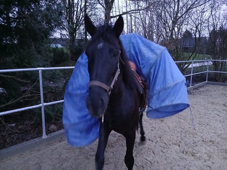 Andalusian Gelding 5 years 15,1 hh Black in Wülfrath