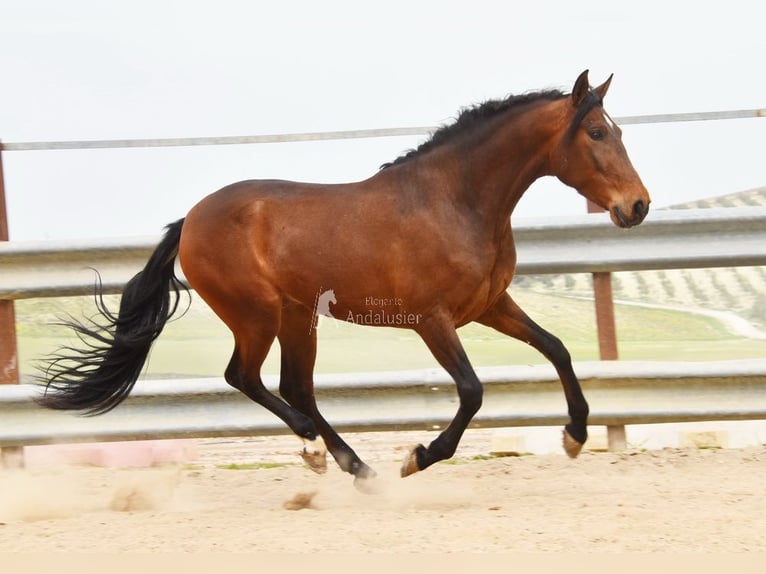 Andalusian Gelding 5 years 15,1 hh Brown in Provinz Cordoba