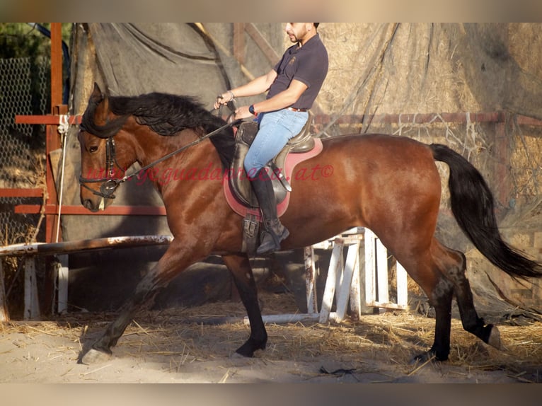 Andalusian Gelding 5 years 15,1 hh Brown in Pruna