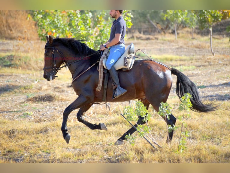 Andalusian Gelding 5 years 15,1 hh Brown in Pruna
