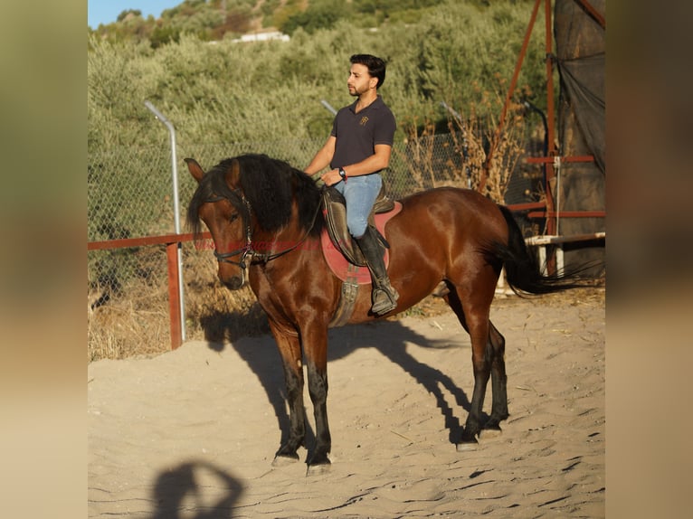 Andalusian Gelding 5 years 15,1 hh Brown in Pruna