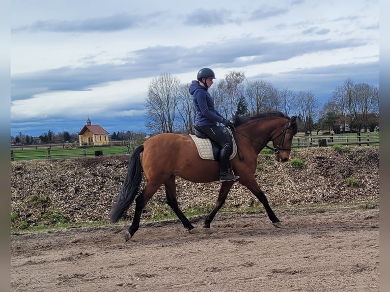 Andalusian Mix Gelding 5 years 15,1 hh Brown in Karlshuld