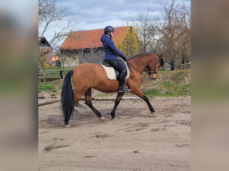 Andalusian Mix Gelding 5 years 15,1 hh Brown in Karlshuld