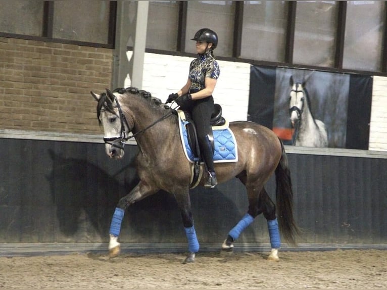 Andalusian Gelding 5 years 15,1 hh Buckskin in Höhnstedt