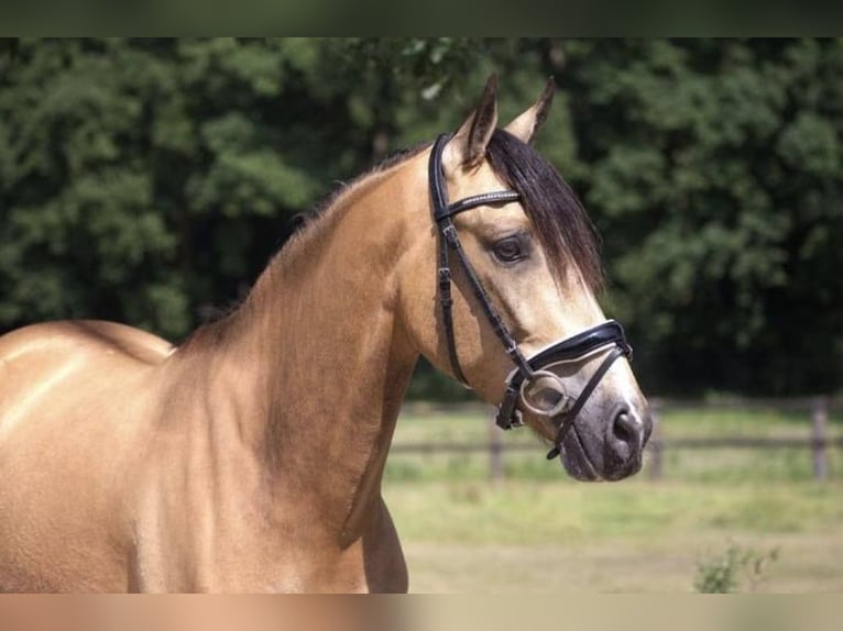 Andalusian Gelding 5 years 15,1 hh Buckskin in Höhnstedt