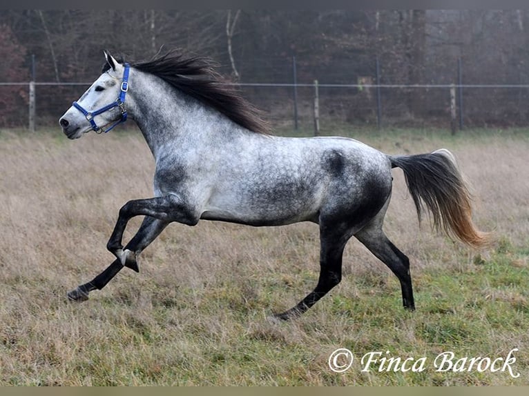 Andalusian Gelding 5 years 15,1 hh Grey in Wiebelsheim