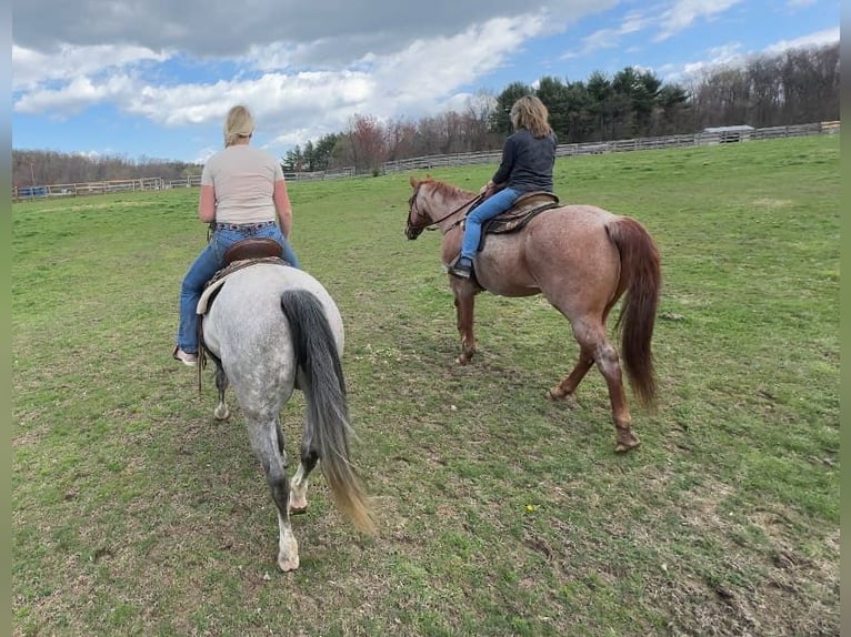 Andalusian Mix Gelding 5 years 15,1 hh Grey in New Holland, PA