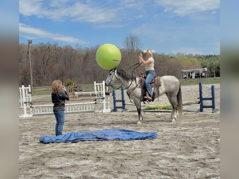 Andalusian Mix Gelding 5 years 15,1 hh Grey in New Holland, PA