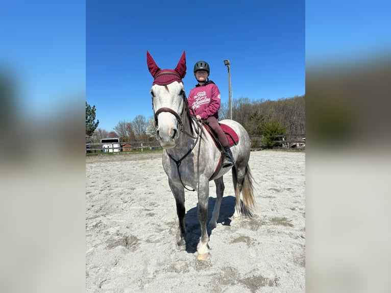 Andalusian Mix Gelding 5 years 15,1 hh Grey in New Holland, PA