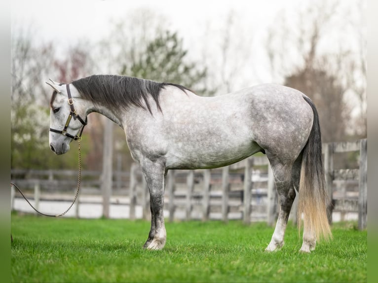 Andalusian Mix Gelding 5 years 15,1 hh Grey in New Holland, PA