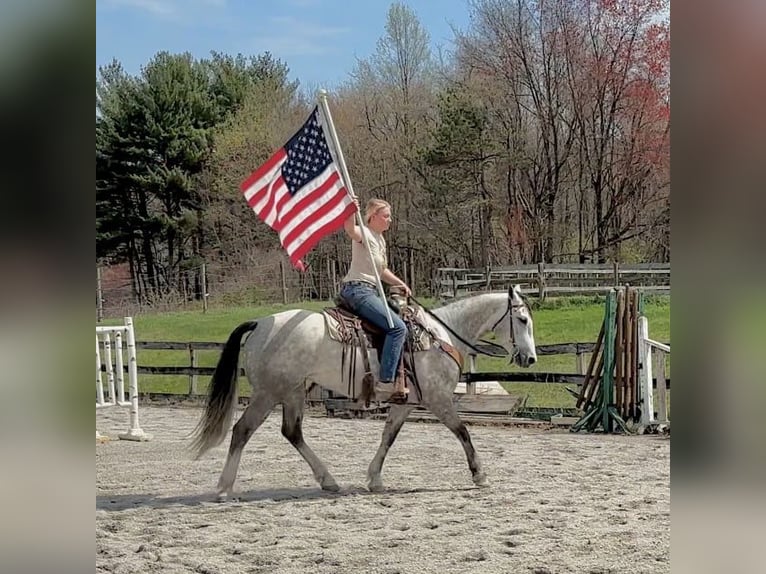Andalusian Mix Gelding 5 years 15,1 hh Grey in New Holland, PA