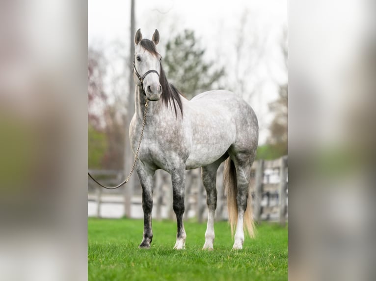 Andalusian Mix Gelding 5 years 15,1 hh Grey in New Holland, PA