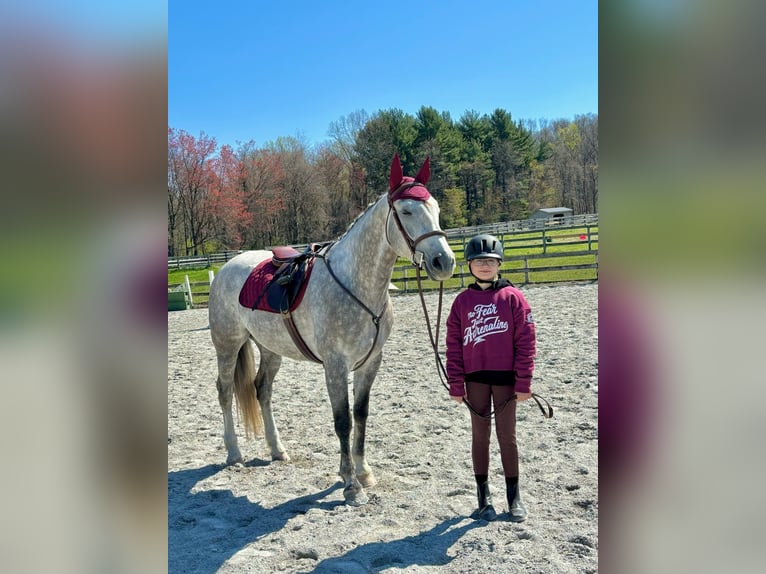 Andalusian Mix Gelding 5 years 15,1 hh Grey in New Holland, PA