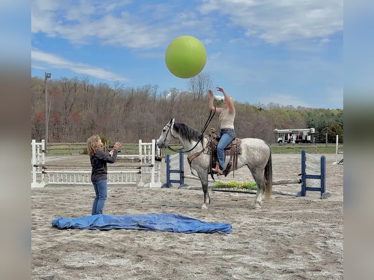 Andalusian Mix Gelding 5 years 15,1 hh Grey in New Holland, PA