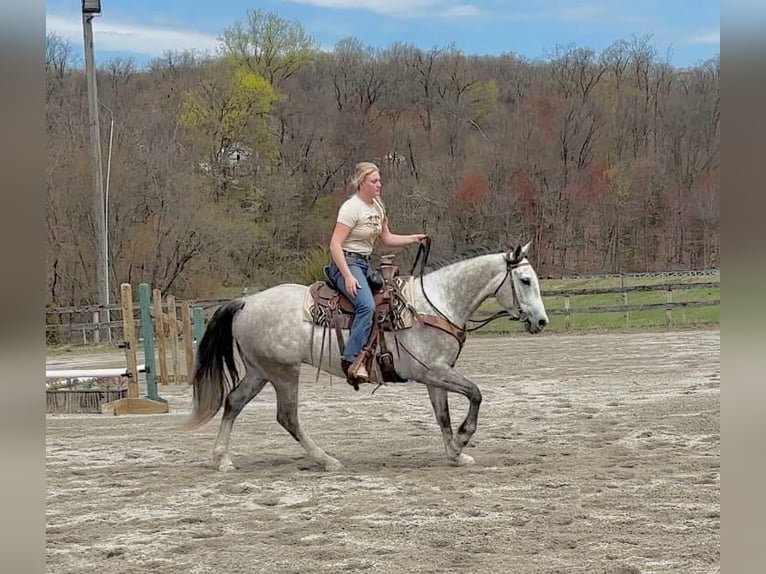 Andalusian Mix Gelding 5 years 15,1 hh Grey in New Holland, PA