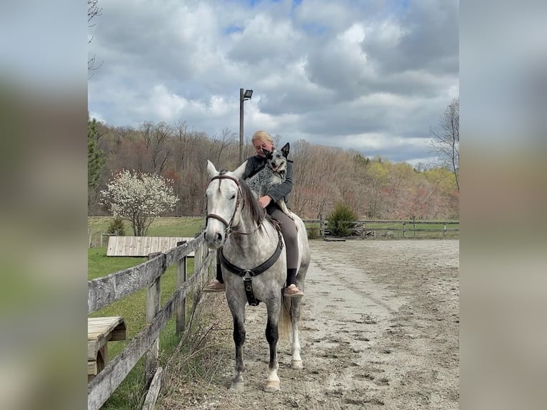 Andalusian Mix Gelding 5 years 15,1 hh Grey in New Holland, PA