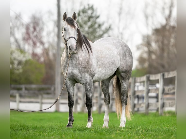 Andalusian Mix Gelding 5 years 15,1 hh Grey in New Holland, PA