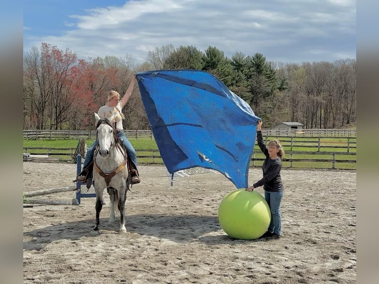 Andalusian Mix Gelding 5 years 15,1 hh Grey in New Holland, PA