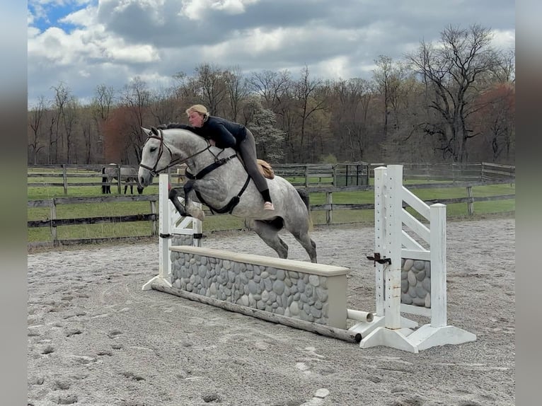 Andalusian Mix Gelding 5 years 15,1 hh Grey in New Holland, PA