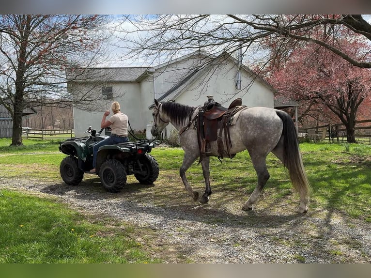 Andalusian Mix Gelding 5 years 15,1 hh Grey in New Holland, PA