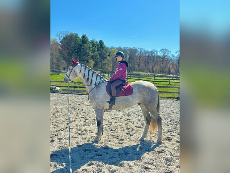 Andalusian Mix Gelding 5 years 15,1 hh Grey in New Holland, PA