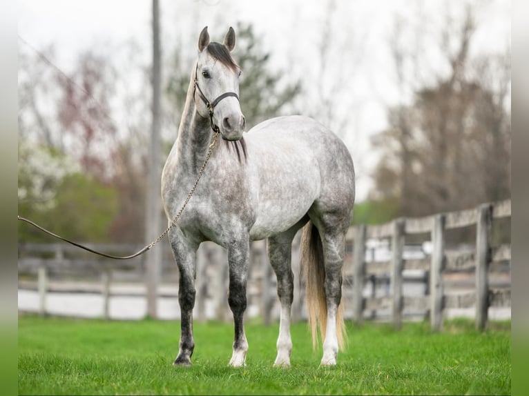 Andalusian Mix Gelding 5 years 15,1 hh Grey in New Holland, PA