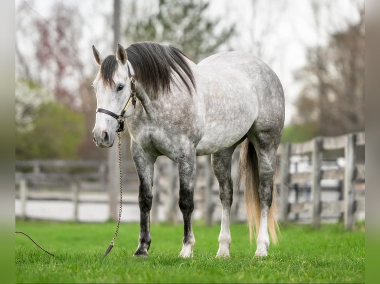 Andalusian Mix Gelding 5 years 15,1 hh Grey in New Holland, PA
