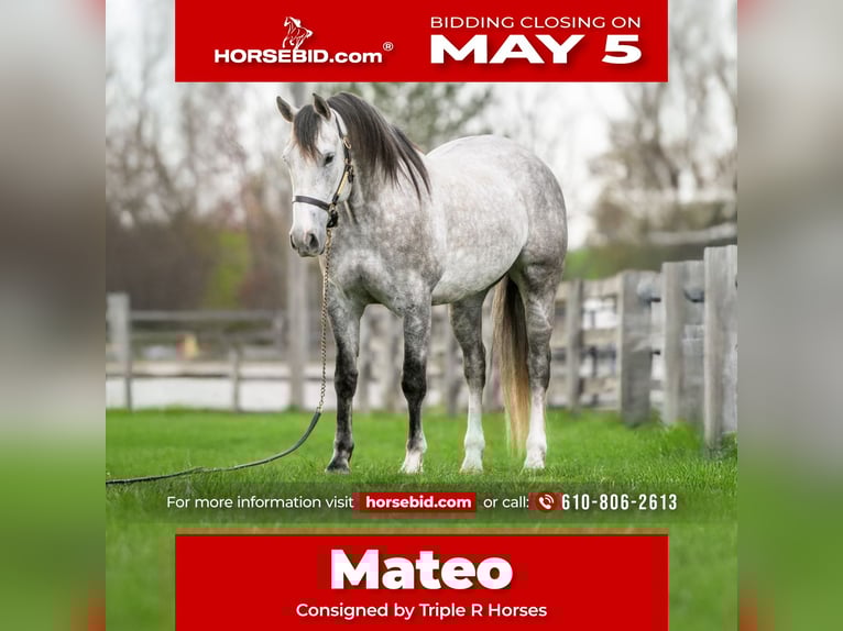 Andalusian Mix Gelding 5 years 15,1 hh Grey in New Holland, PA